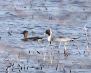 Northern Pintails6739